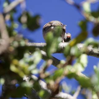 Perched Among the Branches