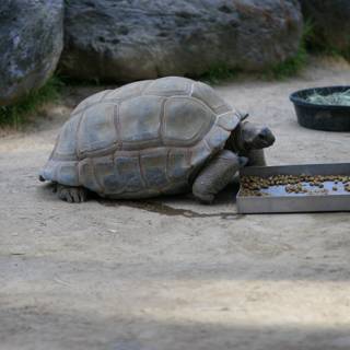 Hungry Turtle Enjoys a Meal on the Ground.