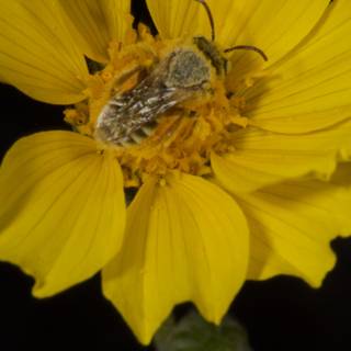 Bee on a Yellow Daisy
