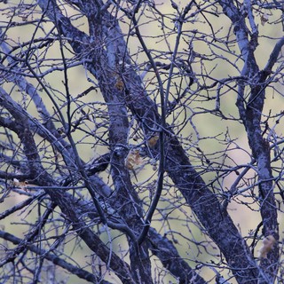 Bare Winter Branches in Cold Twilight