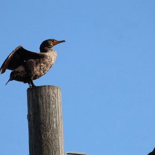 Cormorant Drying Wings on Weathered Wooden Post