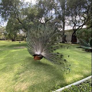 Majestic Peacock in the Heart of Xochimilco