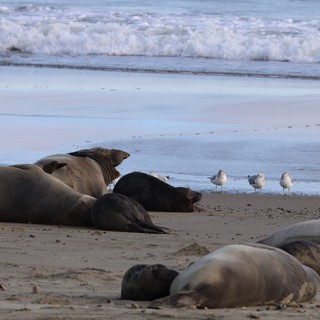 Elephant Seals Resting on Beach with Seagulls