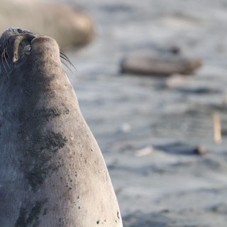 Elephant Seal Pup Looking Skyward at Drakes Beach