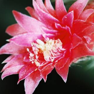Pink Carnation in Bloom