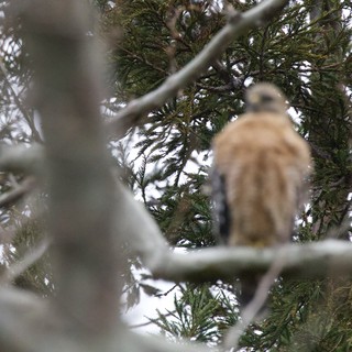 Cooper's Hawk Perched in Snowy Evergreen Branches