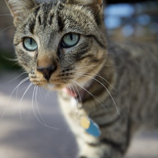 Curious Tabby Kitten with Striking Blue-Green Eyes