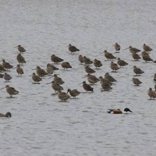 Flock Gathered by the Bay