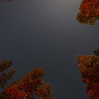 Starry Night Sky Framed by Illuminated Pine Trees