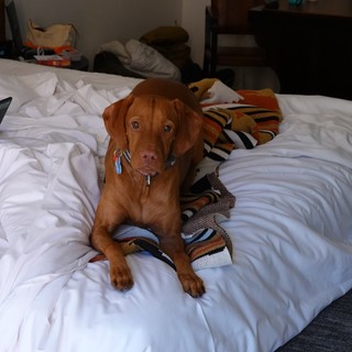Cozy Dog Relaxing on Unmade Hotel Bed