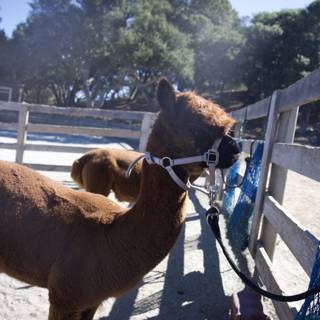 Morning Stroll at Carmel Valley Ranch