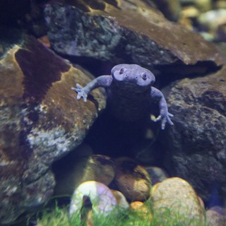 African Dwarf Frog in Aquarium Habitat