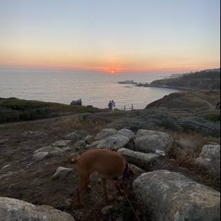 The Dog and the Sunset