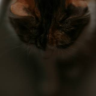 Contemplative Abyssinian Cat
