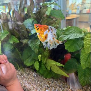 Aquatic Wonder at Pier 15