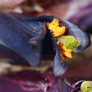 Purple Geranium Flower with Yellow Pollen