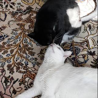 Feline Duo on a Cozy Rug
