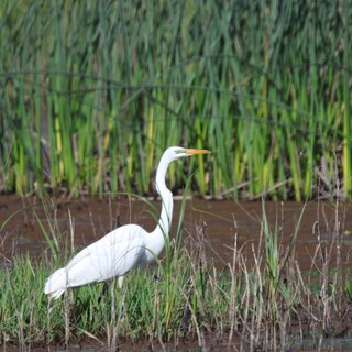 Great Egret Hunting in Wetland Rice Fields
