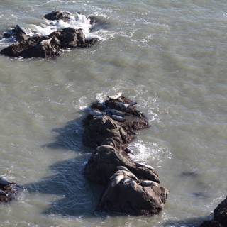 Seals Sunbathing on Rocky Shores