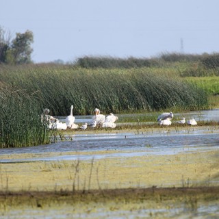 White Pelicans and Waterfowl Resting in Wetland Marsh