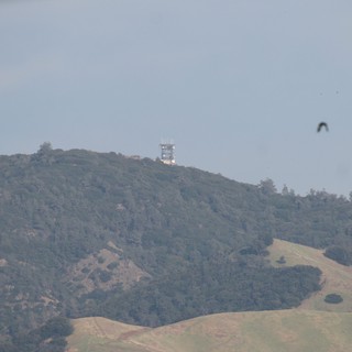 Bird in Flight Over Rolling California Hills