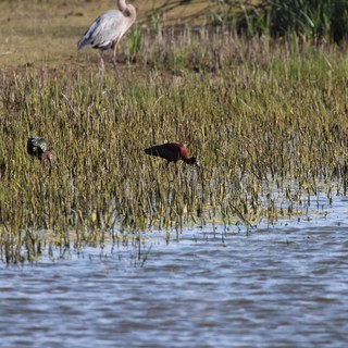 Wetland Waders: Heron and Ibis Foraging in Shallow Marsh