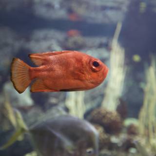 Red Fish in the Aquarium