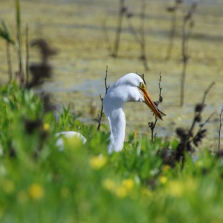 Great Egret Hunting in Yolo Wetlands Marsh