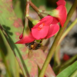 Bee Pollinating a Geranium Flower
