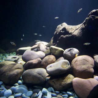 Underwater Rocky Landscape with Swimming Fish in Aquarium