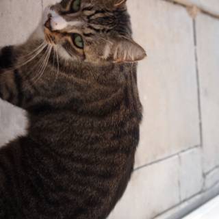 Ledge-Perching Manx Cat