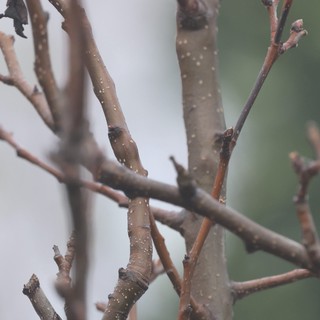 Bare Winter Branches with Water Droplets at Dusk