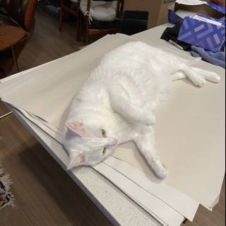 White Cat Takes a Nap on Stained Wood Table