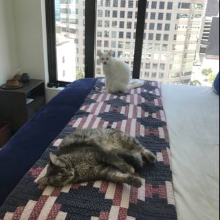 Lazy Afternoon with Two Feline Friends