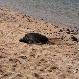 Basking in the Sun: Turtle at Kuʻau Cove