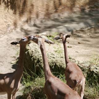 Grazing Gazelles