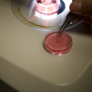 Microscopic Investigation of Pink Substance