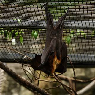 Bat in Balance at Oakland Zoo