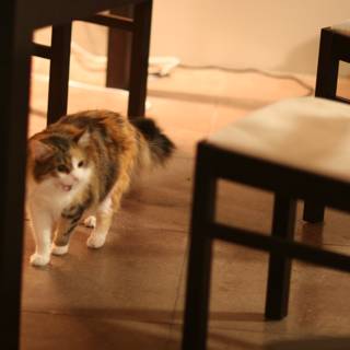 Under the Table Cat Walk