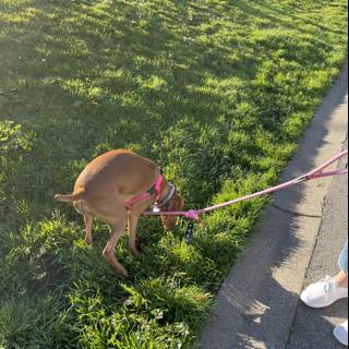 A Canine Walk in Alamo Square