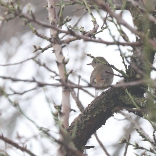 Mourning Dove Perched on Moss-Covered Branch in Winter