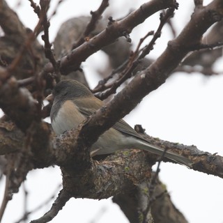 Dark-Eyed Junco Perched on Winter Branch