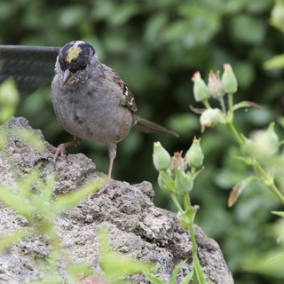 Golden-Crowned Sparrow with Pollen-Dusted Head on Stone Perch