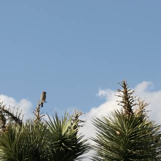 Tree-top Birdwatching