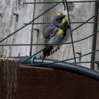 Feathered Splash of Sunshine