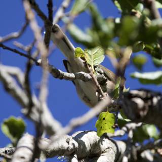 Hidden Among the Branches
