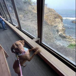 Puppy's View of the Pacific