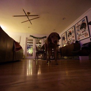 Chocolate Lab Standing in Dimly Lit Dining Room