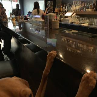 Bar Dog