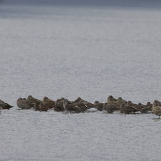 Serene Gathering at San Pablo Bay